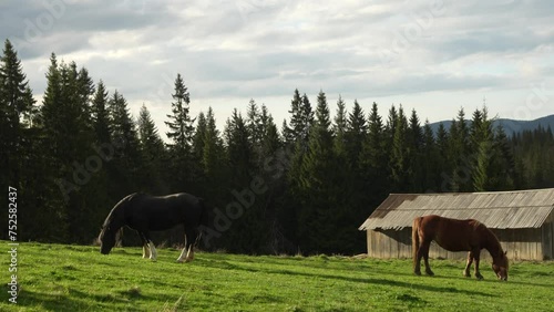 Two horses on a pasture by the mountain farm. 