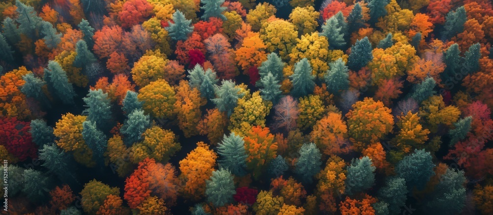 Enchanting forest scenery with a variety of vividly colored leaves in fall season