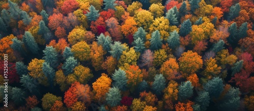 Enchanting forest scenery with a variety of vividly colored leaves in fall season