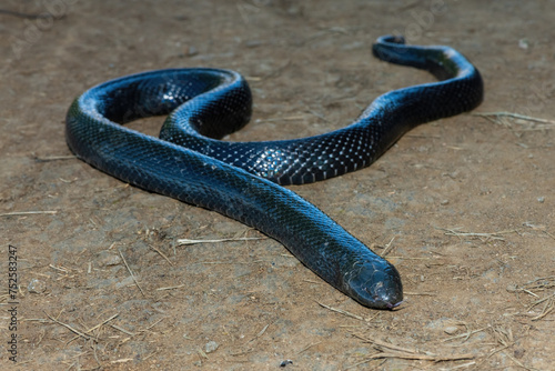 A shy Natal Black Snake (Macrelaps microlepidotus) on a warm summer's day in the wild