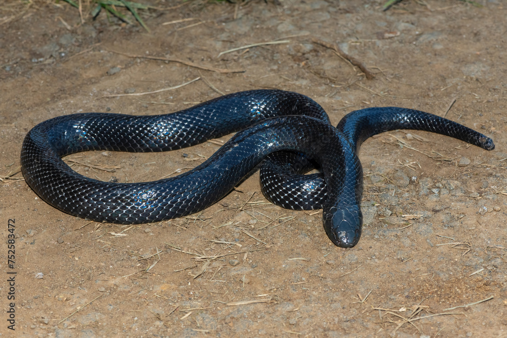 Obraz premium A shy Natal Black Snake (Macrelaps microlepidotus) on a warm summer's day in the wild