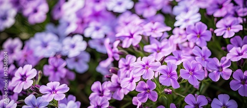 A cluster of vibrant purple phlox subulata flowers blooming in late spring or early summer. The delicate petals of the flowers are in full bloom  creating a beautiful sight of nature.