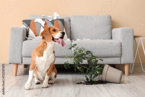 Naughty Beagle dog with torn paper and overturned houseplant sitting in messy living room