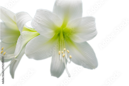 Amaryllis. White amaryllis flower close-up