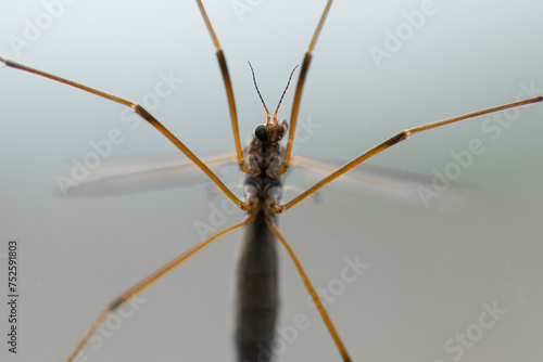 Close up of a Praying Mantis