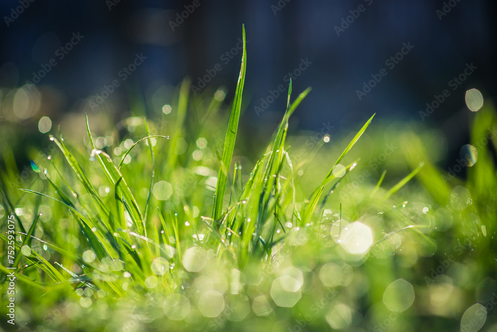 Obraz premium Zielona wiosenna trawa w porannym słońcu z kroplami rosy