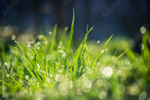 Zielona wiosenna trawa w porannym słońcu z kroplami rosy © photogam