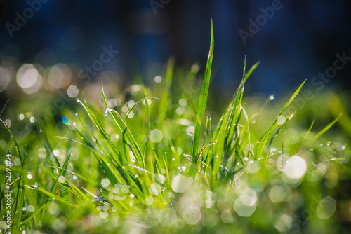 Zielona wiosenna trawa w porannym słońcu z kroplami rosy © photogam