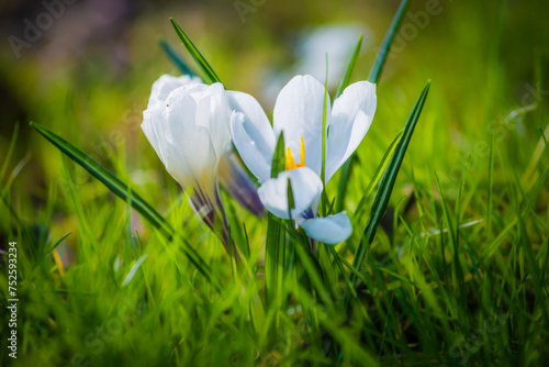 Krokus (Crocus) kwiat z białymi płatkami w wiosennej zielonej trawie. © photogam