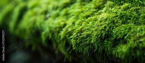 This close up view showcases the detailed texture of green moss growing on a tree trunk. The vibrant green color and intricate patterns of the moss are highlighted in this macro shot.
