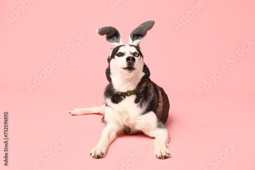 Adorable Husky dog with bunny ears on pink background. Easter celebration © Pixel-Shot