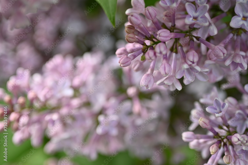 pink lilac blooming with flowers and buds close up, soft lilac, pink flowers mauve, art beautiful bokeh, close up of lilac flowers, lilac flowers on a branch, Pink mulberry flowering background pink lilac blooming with flowers and buds close up, soft lilac, pink flowers mauve, art beautiful bokeh, close up of lilac flowers, lilac flowers on a branch, Pink mulberry flowering background