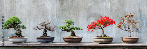bonsai trees in pots hone decor  photo
