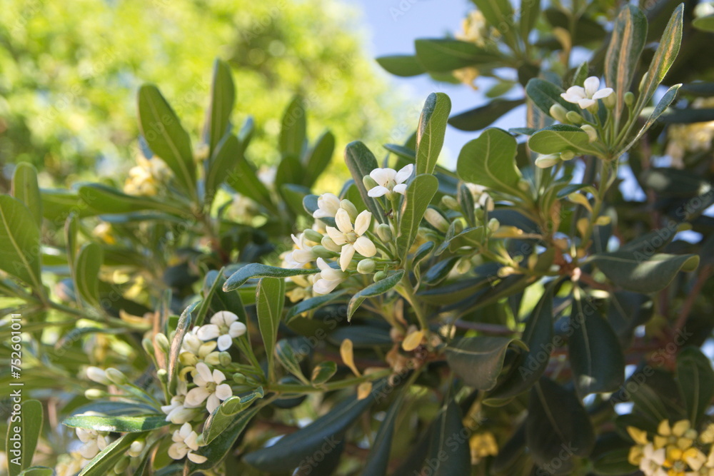 Fototapeta premium Blossom of pittosporum tobira, Australian laurel, Japanese pittosporum, mock orange, Japanese cheesewood