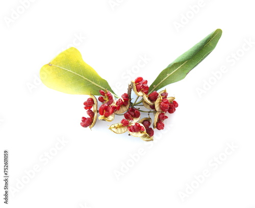 Fruits and seeds of pittosporum tobira, Australian laurel, Japanese pittosporum, mock orange, Japanese cheesewood photo