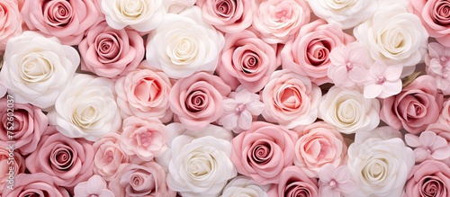 A cluster of romantic pink and white roses, fresh and beautiful, creating a colorful floral display.