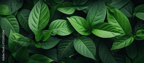 This close-up shot showcases the intricate details of a lush green leafy plant, illuminated by natural light and casting delicate shadows. The leaves are vibrant, healthy, and full of life. © AkuAku