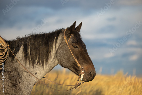 Tableau sur toile Western Blue Roan Ranch horse bridle and lasso