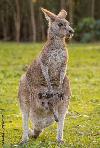 Mother kangaroo with her baby joey sticking her head out of the pouch photo