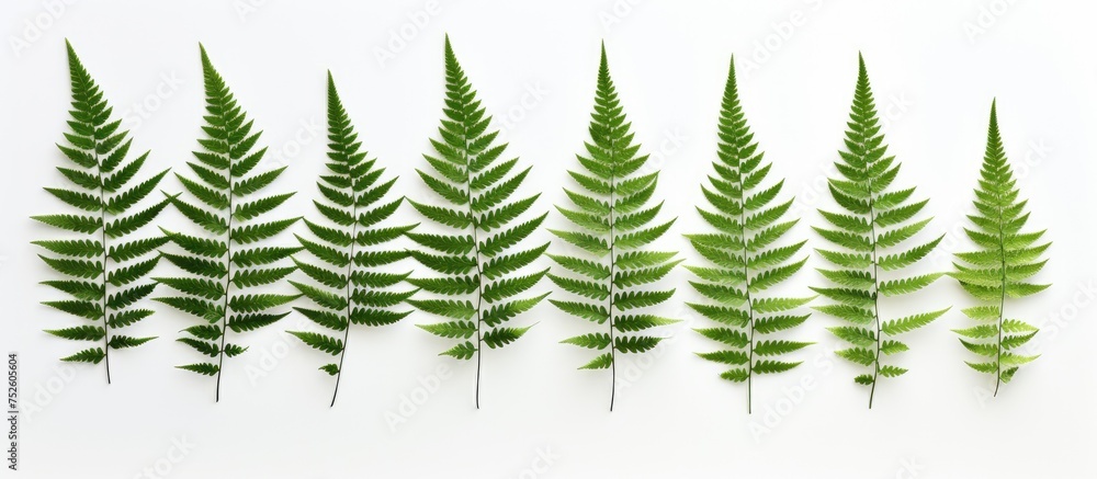 A row of fresh green fern leaves is neatly lined up against a clean white background. The leaves are vibrant and full, creating a pleasing contrast against the simplicity of the white backdrop.