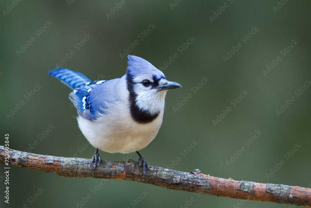 Obraz premium Blue Jay, Cyanocitta cristata, perched in front of a natural background