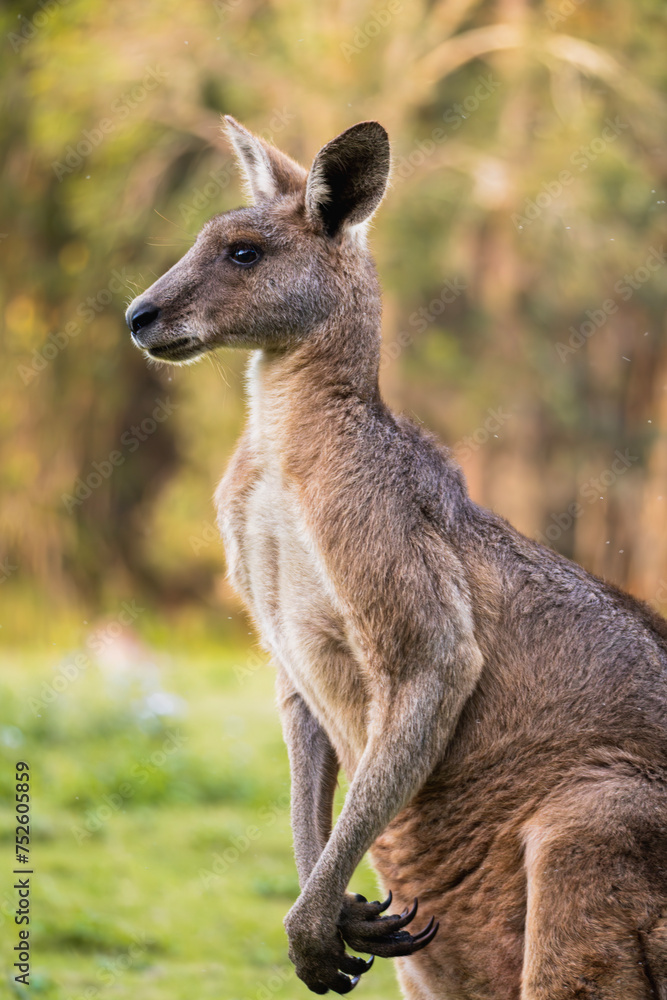 Portrait of an adult kangaroo from the side in Coombabah Park, Queensland, Australia