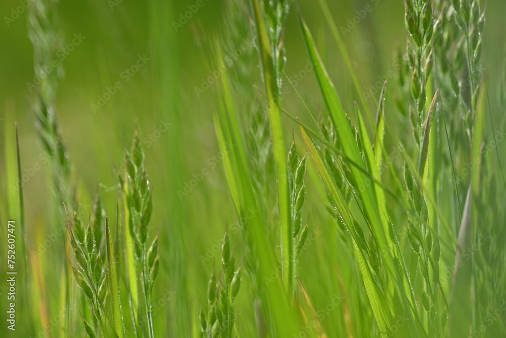 green meadow, lush greenery, in the style of minimalism closeup juicy meadow greens, spikelets green meadow, lush greenery, in the style of minimalism closeup juicy meadow greens, spikelets