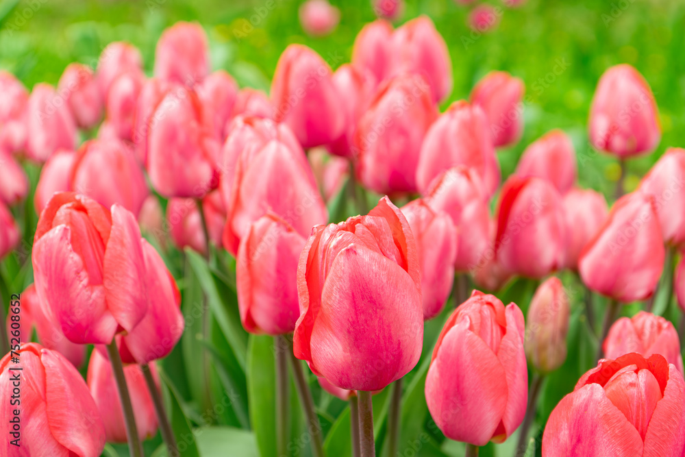 Pink tulips flowers with green leaves blooming in a meadow, park, flowerbed outdoor. World Tulip Day. Tulips field, nature, spring, floral background. Pink tulips flowers with green leaves blooming in a meadow, park, flowerbed outdoor. World Tulip Day. Tulips field, nature, spring, floral background.