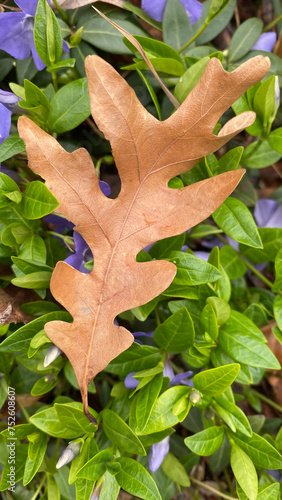 Fallen Oak Leaf on Periwinkle (Vinca Major)