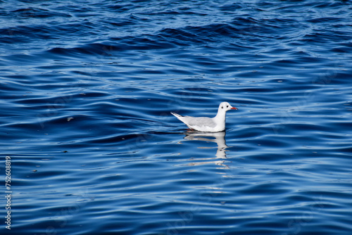 Gaviota chica , Chroicocephalus, birds 