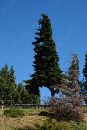 tall spruce on the mountainside, San Carlos de Bariloche, Argentina, South America