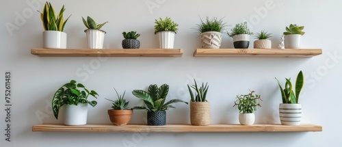 Collection of Potted Plants on Wooden Shelves © DigitalMuseCreations