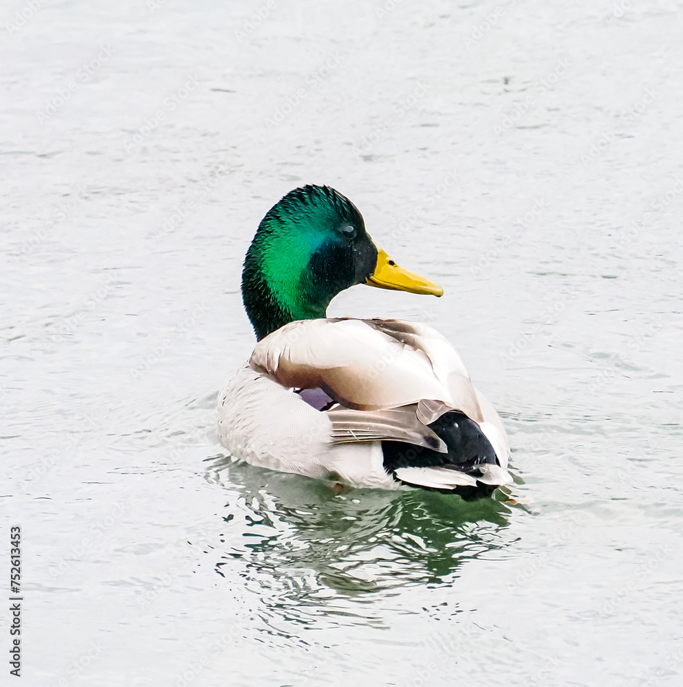 Fototapeta premium マガモ オス