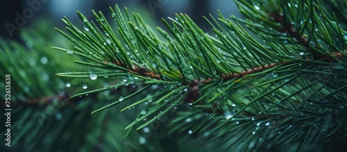 A close-up view of a pine tree branch covered in glistening water droplets after a rain shower in the wilderness.