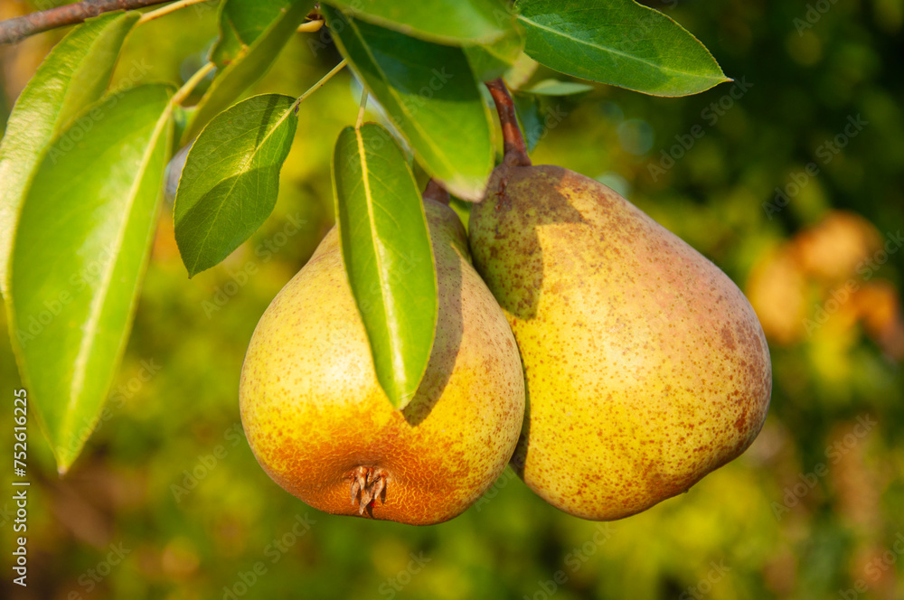 Ripe pears on a tree branch in the orchard. Ripe pears on a tree branch in the orchard.