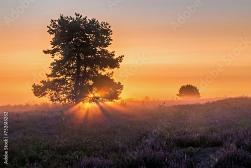Sunrise in the Mehlinger Heide in bright backlight with a single tree photo