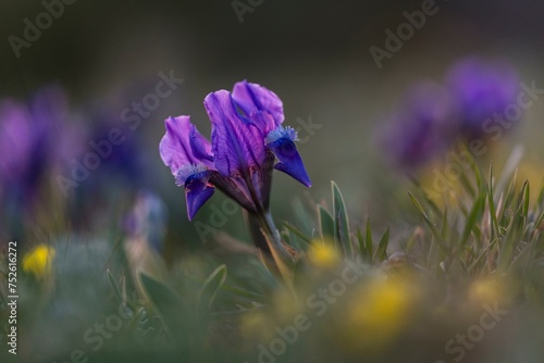 Dwarf iris (Iris pumila), Burgenland, Austria, Europe photo