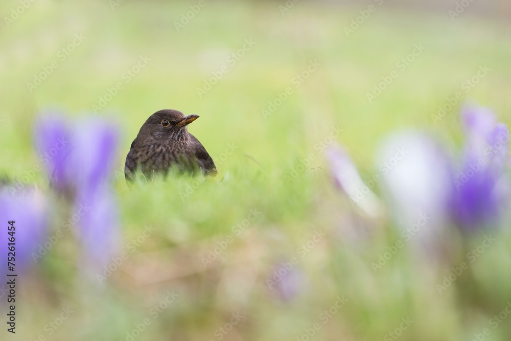 A blackbird (Turdus merula), female, in the grass surrounded by purple flowers with a blurred background, Hesse, Germany, Europe A blackbird (Turdus merula), female, in the grass surrounded by purple flowers with a blurred background, Hesse, Germany, Europe