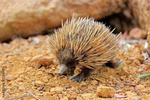 Short-beaked echidna (Tachyglossus aculeatus), adult, foraging, Parndana, Kangaroo Island, South Australia, Australia, Oceania photo