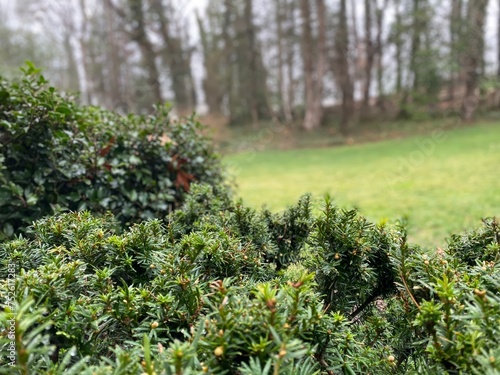 Evergreen Shrub closeup with lawn and winter Forest backdrop - MidAtlantic US