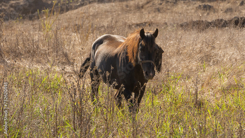 Fototapeta Naklejka Na Ścianę i Meble -  Wild Horse Grazing in Sunlit Field