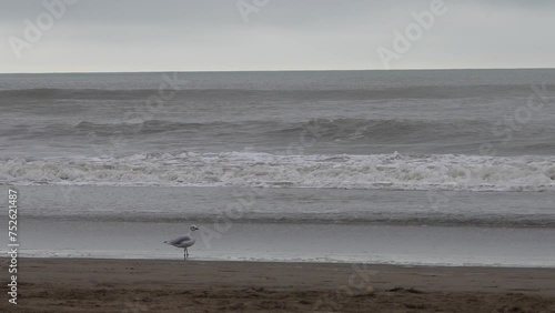 Gaviotas caminando en la playa en la orilla del mar
 photo