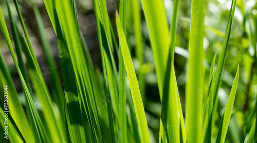 green grass background green grass out of focus for background