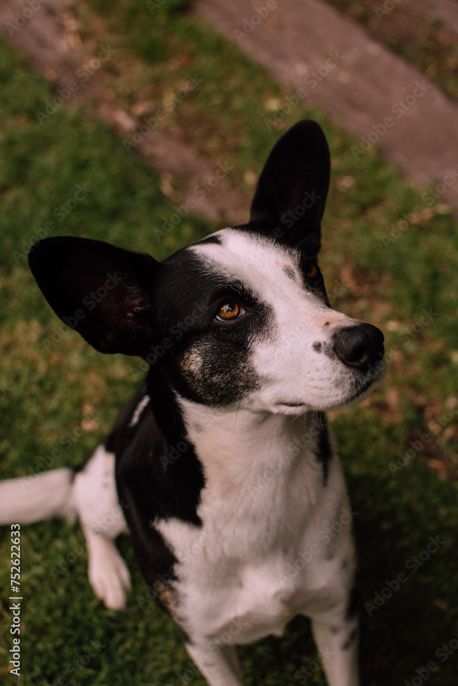 Perro blanco y negro con mirada tierna observando la cámara, recostado sobre una persona y siendo acariciado.