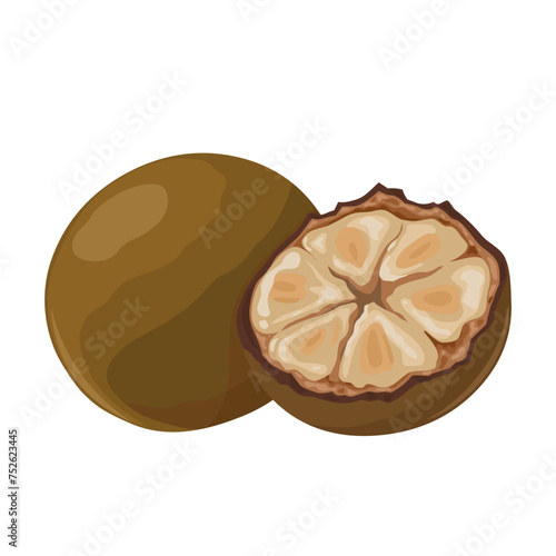 Vector illustration, Siraitia grosvenorii, also known as monk fruit, and luohan guo, isolated on white background.