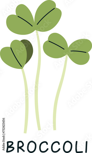 Broccoli Sprouts Microgreen