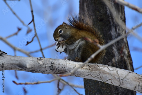 squirrel on a tree © Peter