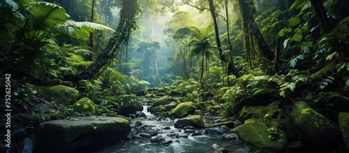 Asian tropical rainforest photo