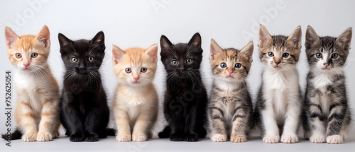 Panoramic. Group of multi colored kittens all looking at lens, on white background. Generative AI.