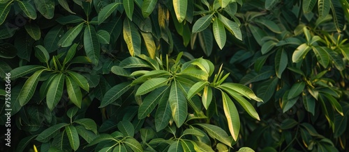 This close-up shot showcases the fresh green leaves of mango trees in December in Central Java. The image highlights the lush abundance of leaves  their vibrant green color  and intricate details.